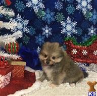 pomeranian puppy posted by Jessica reynolds